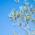 Appartement High Standing Swimming Pool 3 Min Away *